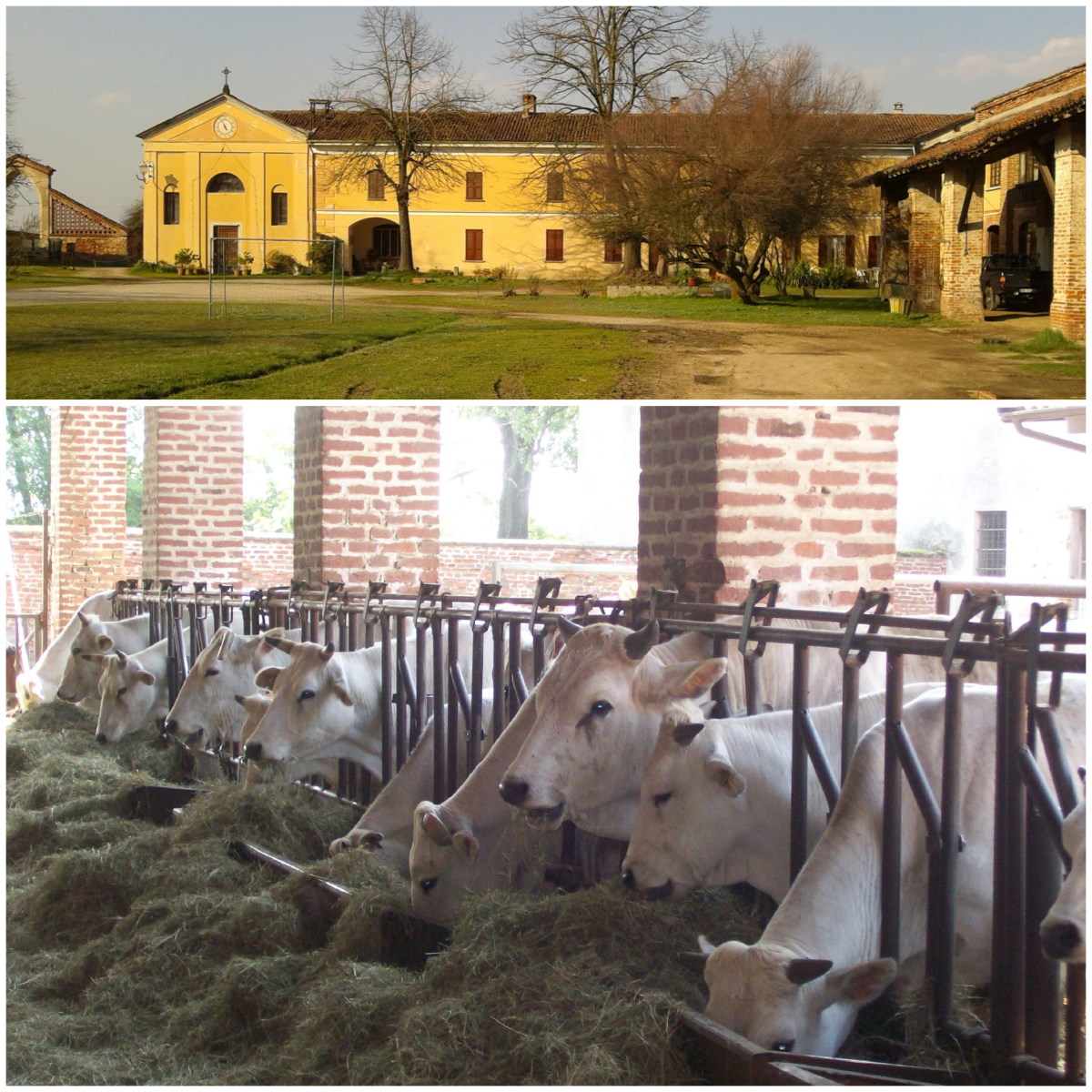 AZIENDA AGRICOLA CASCINA SPEZIANA