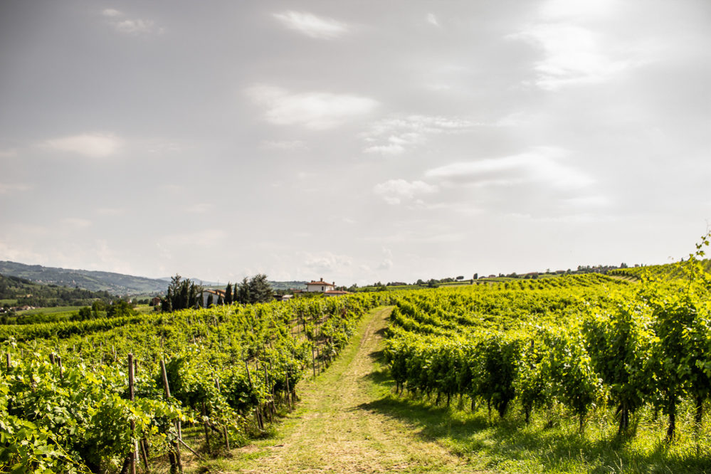 Azienda Agricola Giorgi Franco