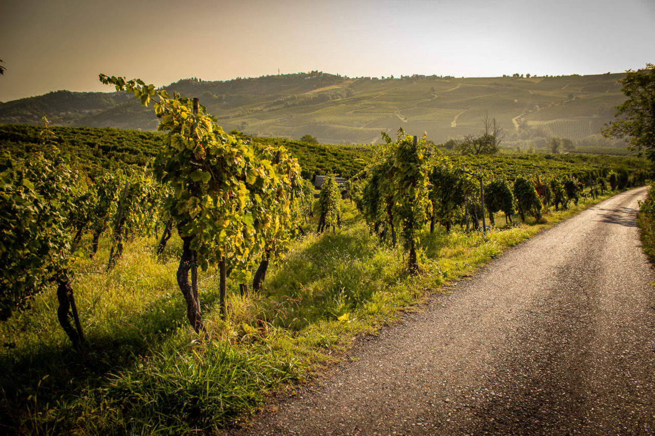 Azienda Agricola Giorgi Franco