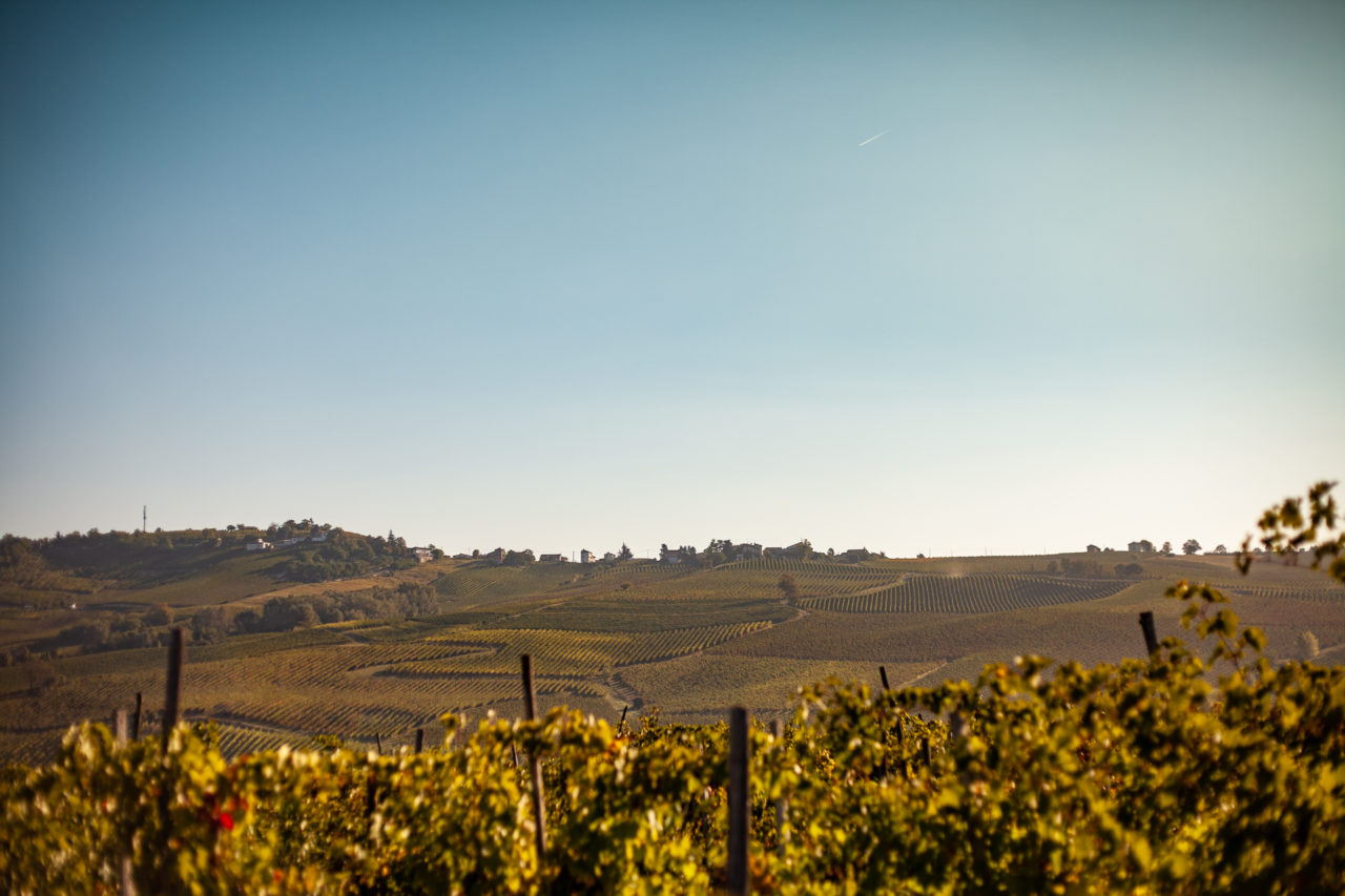 Azienda Agricola Giorgi Franco