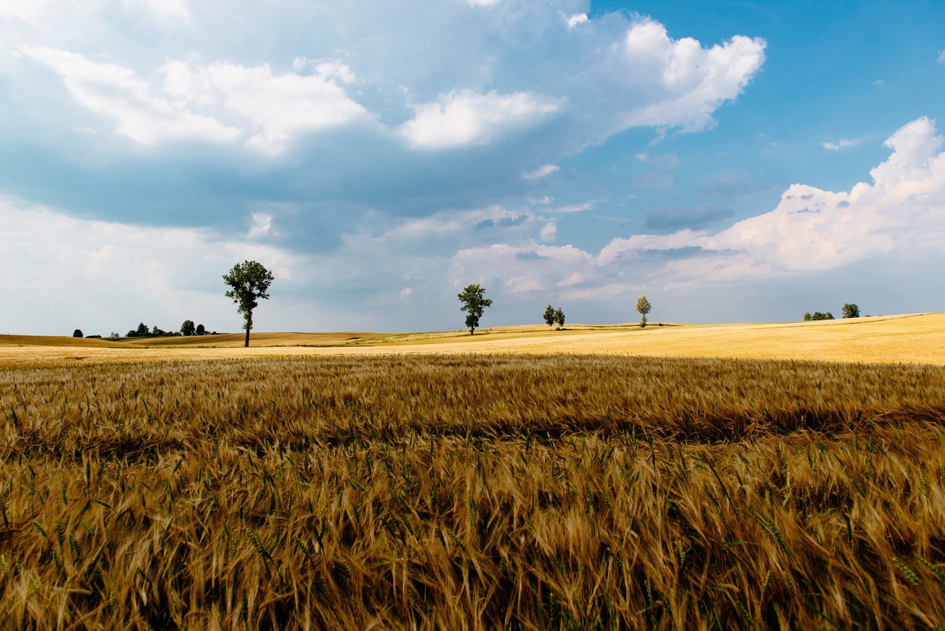 AZIENDA AGRICOLA I DOSSI