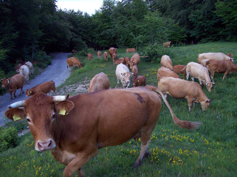 Azienda Agricola Il Biancospino