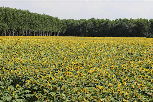 Berneri Fratelli s.s. Azienda Agricola