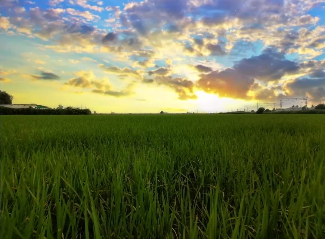 AGRILOMELLINA SOCIETÀ SEMPLICE AGRICOLA