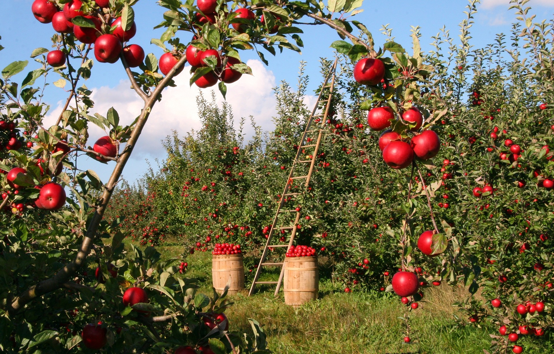 AGRICOLTURA BIOLOGICA - SCADENZA PAP 31 GENNAIO