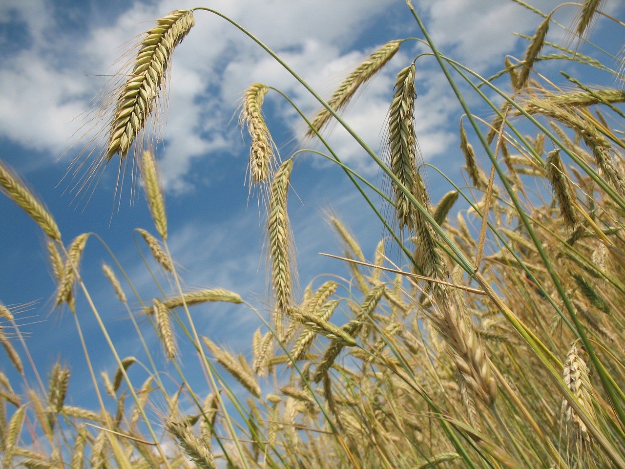 MONITORAGGIO DELLE PRODUZIONI CEREALICOLE