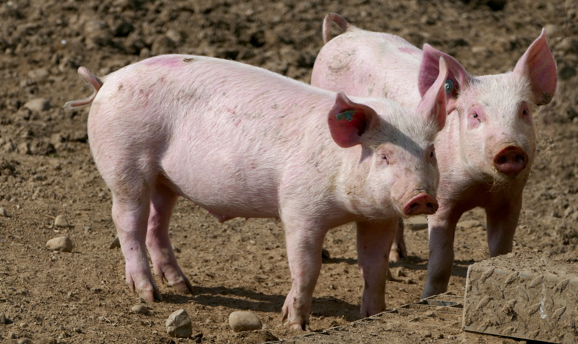 CONFAGRICOLTURA: ETICHETTA TRASPARENTE SU TUTTE LE CARNI SUINE TRASFORMATE, ANCHE IGP