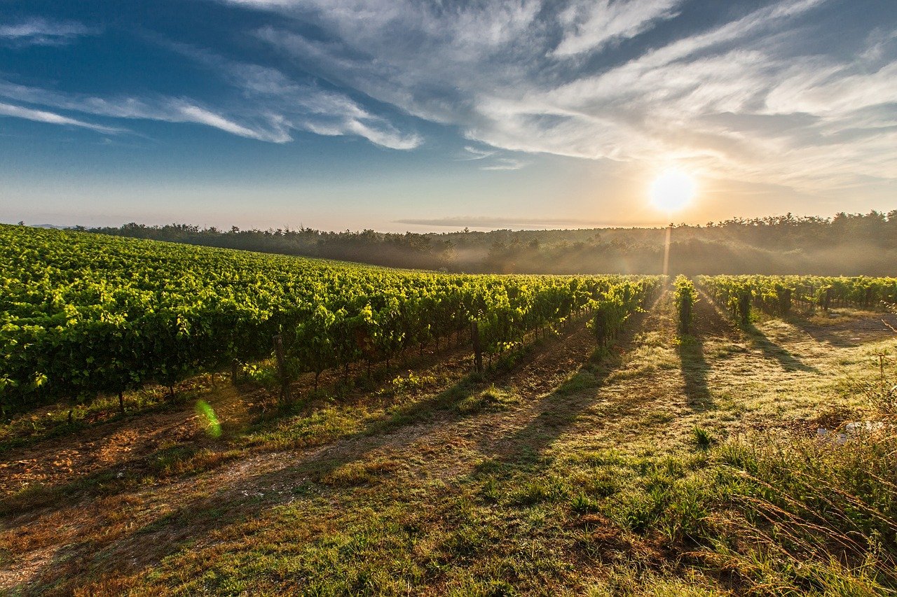 VINO: PROROGA AUTORIZZAZIONI IMPIANTI VITATI AL 2022