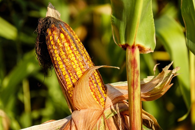 CAMPAGNA MAIDICOLA 2021  CONFAGRICOLTURA: CALI PRODUTTIVI MA BUONA QUALITÀ