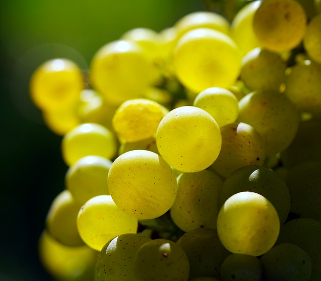 VITIVINICOLO: DICHIARAZIONI OBBLIGATORIE DI VENDEMMIA E DI PRODUZIONE DI VINO