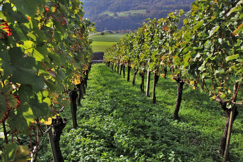 CONFAGRICOLTURA, BENE PROROGA DOMANDE RISTRUTTURAZIONE VIGNETI 