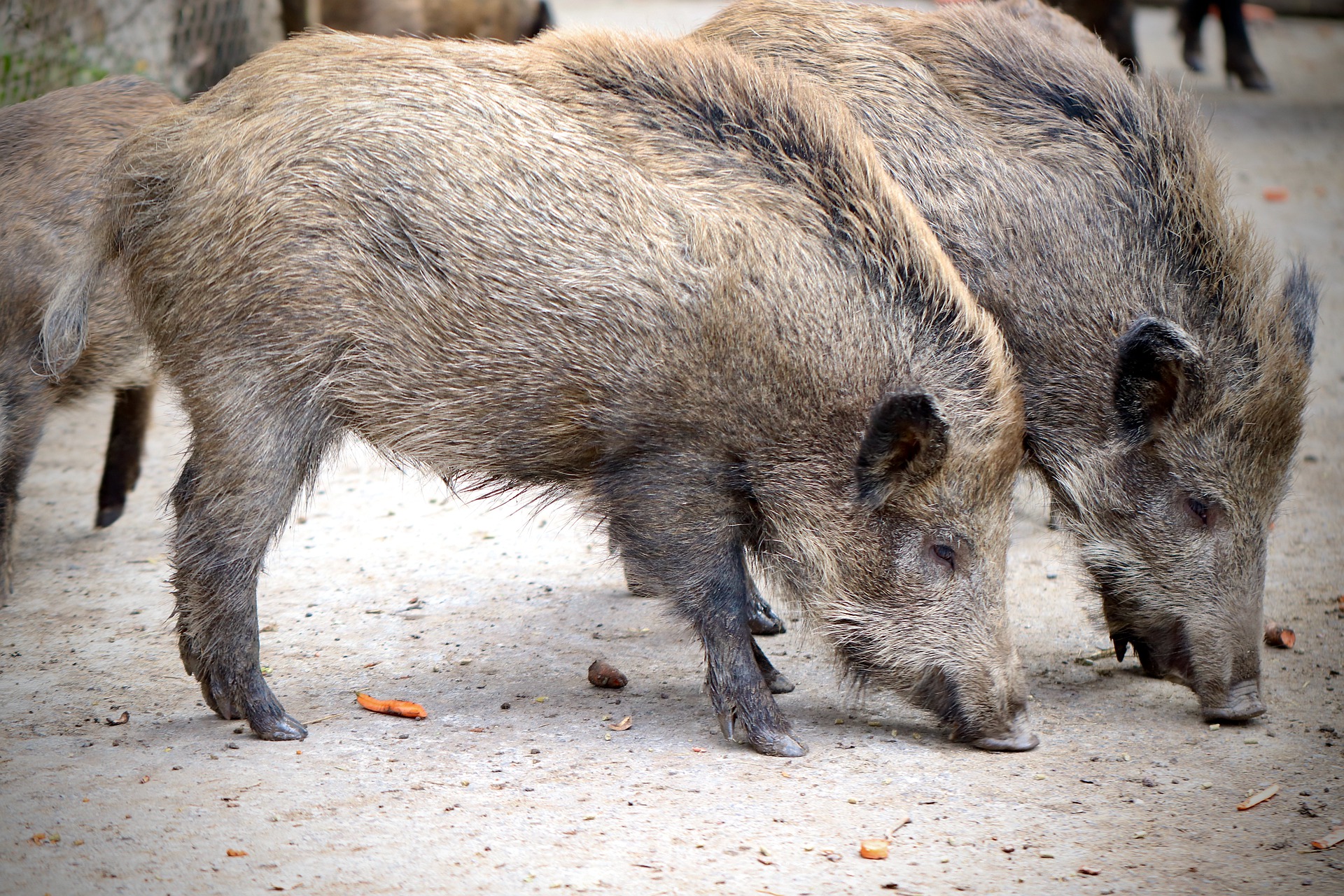 FAUNA SELVATICA, “SITUAZIONE ORMAI INSOSTENIBILE E PERICOLOSA: NECESSARIO RIAPRIRE L’ATTIVITÀ VENATORIA IN LOMBARDIA”