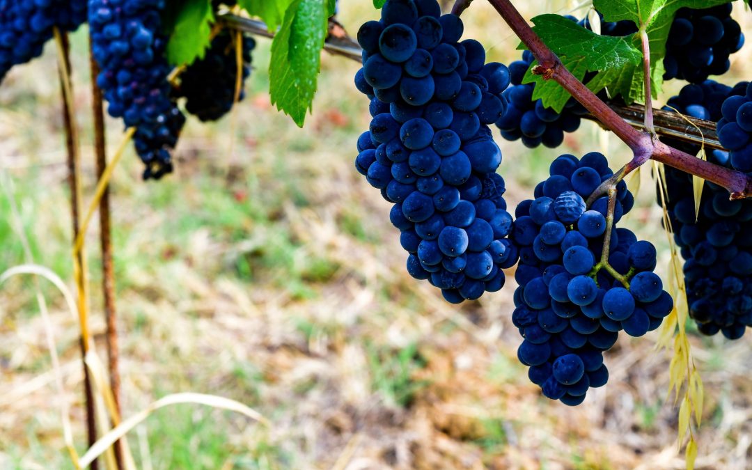 Articolo