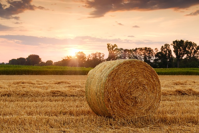 Analisi di dettaglio delle riserve idriche in ambito agricolo, situazione al 20 agosto 2026