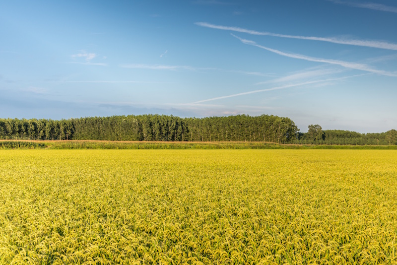 Analisi delle riserve idriche in agricoltura - Approfondimento del 16 ottobre 2026 - Coabitazione con sistemi industriali e data center in progetto