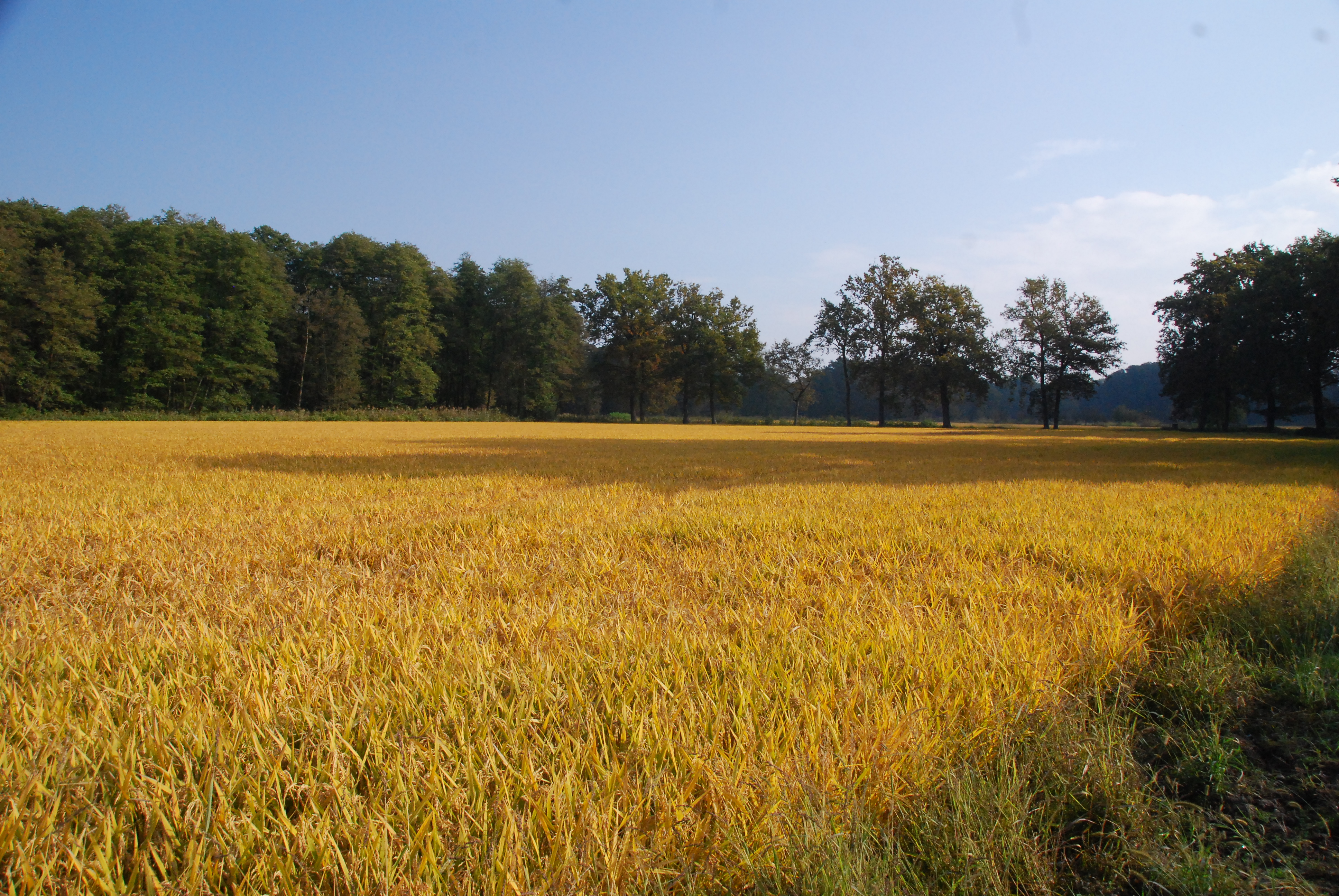 Analisi di dettaglio delle riserve idriche in ambito agricolo, situazione al 31 maggio 2023