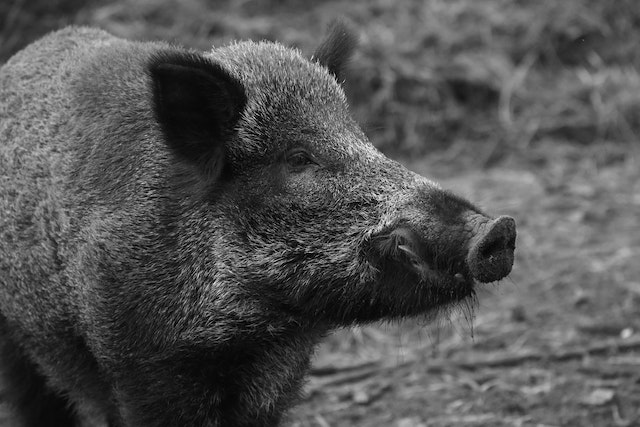 Foto articolo